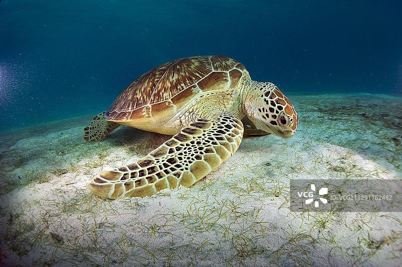绿海龟（Chelonia mydas）在菲律宾巴苏安加岛吃海草图片素材