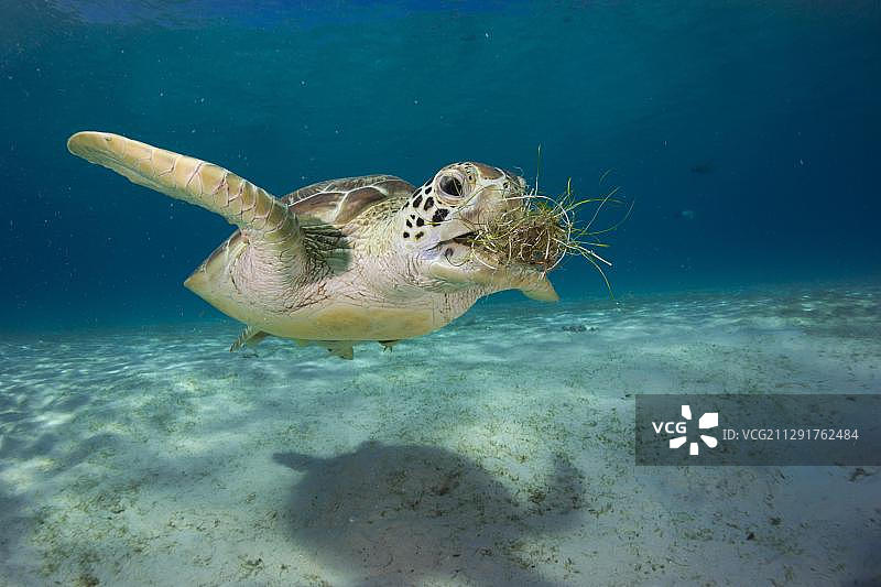绿海龟（Chelonia mydas）在菲律宾巴苏安加岛吃海草图片素材