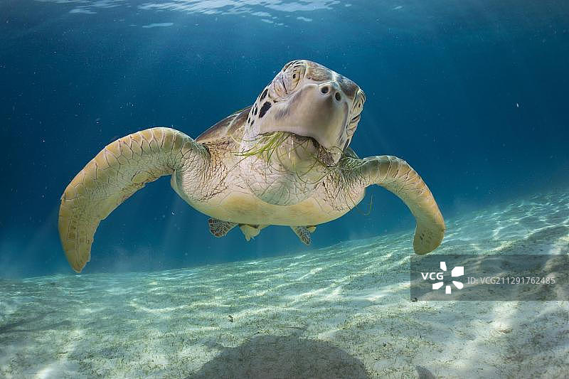 绿海龟，菲律宾布苏安加岛巴尔内克，亚洲图片素材
