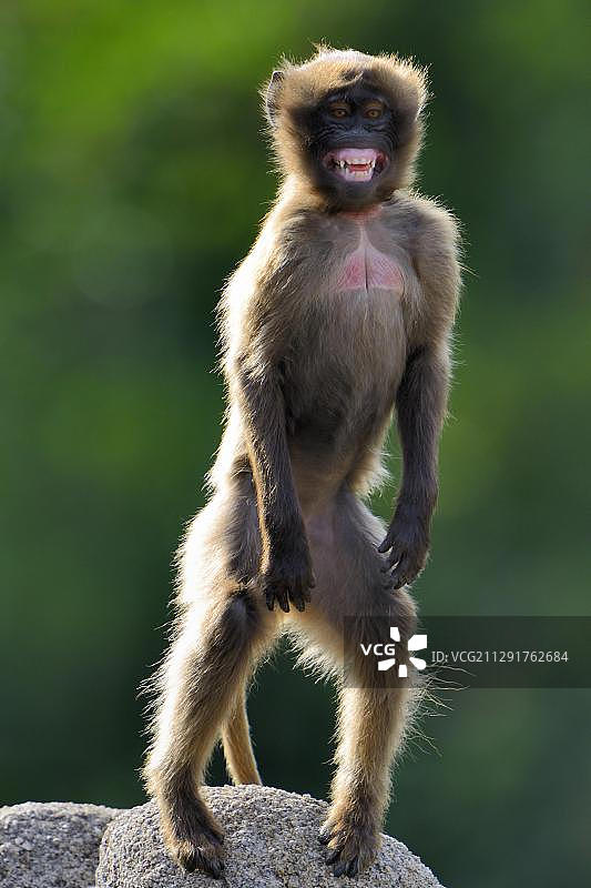 格拉达狒狒，德国巴登-符腾堡州，欧洲图片素材