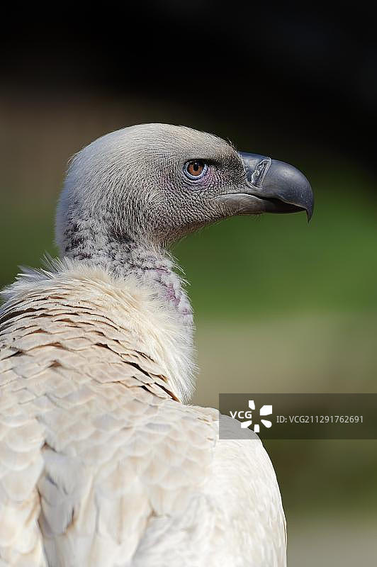 海角兀鹫：荷兰的 portrait图片素材