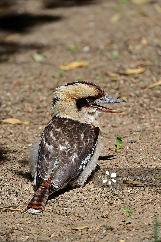笼养笑翠鸟图片素材