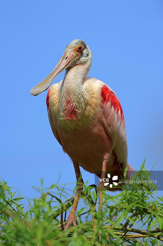 美洲红鹮，美国佛罗里达州，北美洲图片素材