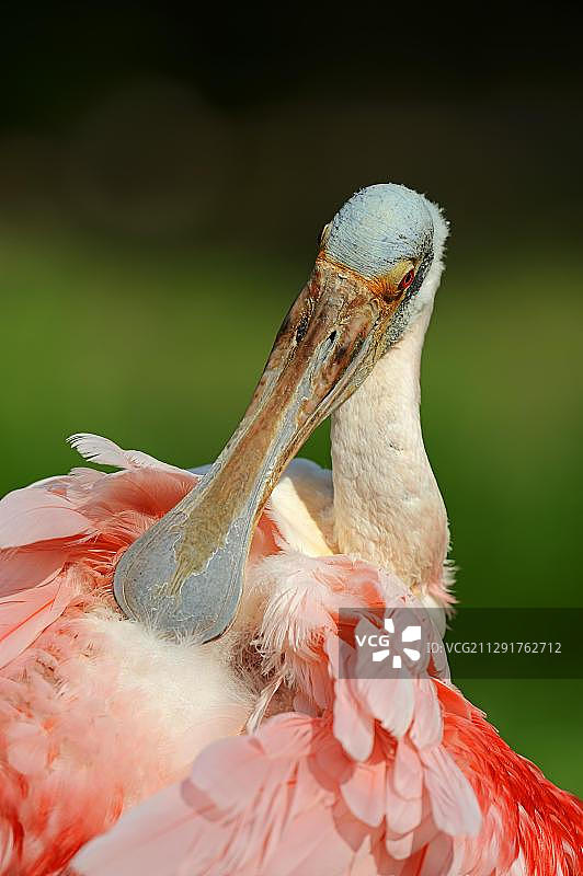 琵鹭：梳理羽毛图片素材