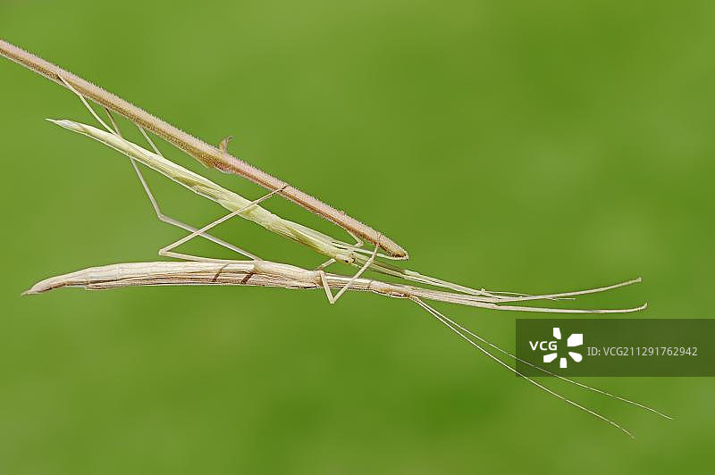 粉翅竹节虫，发现于东南亚，圈养，德国北莱茵-威斯特法伦图片素材