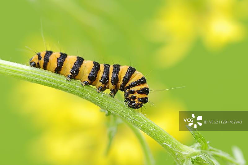 北莱茵-威斯特法伦朱砂蛾毛毛虫图片素材