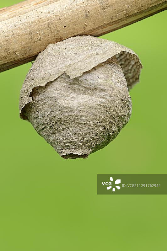 德国北莱茵-威斯特法伦的萨克森黄蜂巢穴图片素材