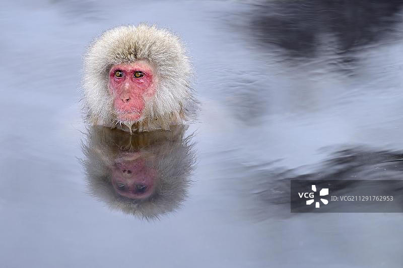 地狱谷猴园，沐浴在温泉中的日本猕猴（雪猴）图片素材