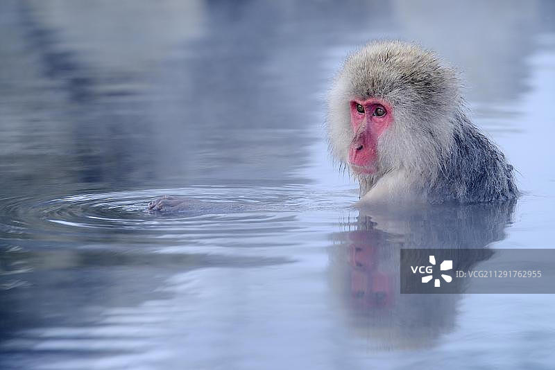 地狱谷猴园，沐浴在温泉中的日本猕猴（雪猴）图片素材