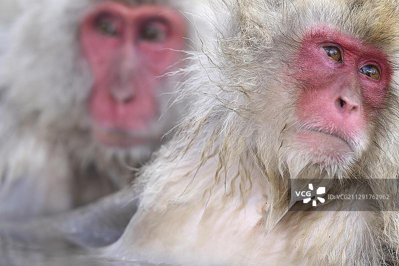 日本猕猴或雪猴（猕猴），肖像，地狱谷猴园，日本长野县，亚洲图片素材