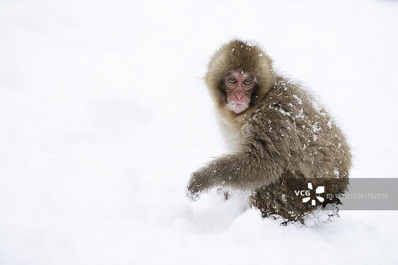 站在雪地里的日本小猕猴（雪猴），日本长野县地狱谷猿猴公园图片素材