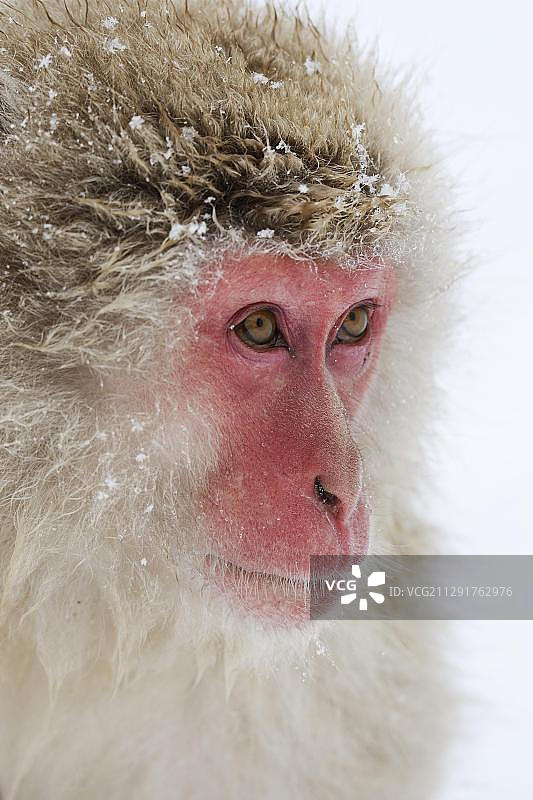 日本猕猴（雪猴），肖像，日本长野县地狱谷猿猴公园，亚洲图片素材
