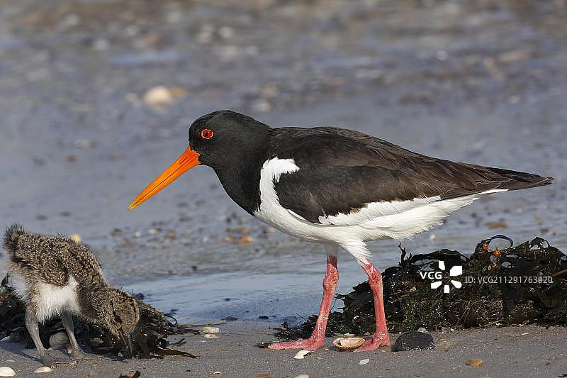 蛎鹬喂雏鸟，德国下萨克森瓦登海图片素材