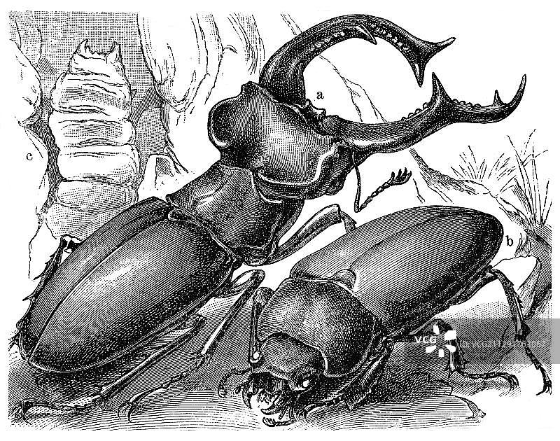 锹甲（雄性、雌性、幼虫），出自《 Meyers Konversations-Lexikon 百科全书》，1897年图片素材