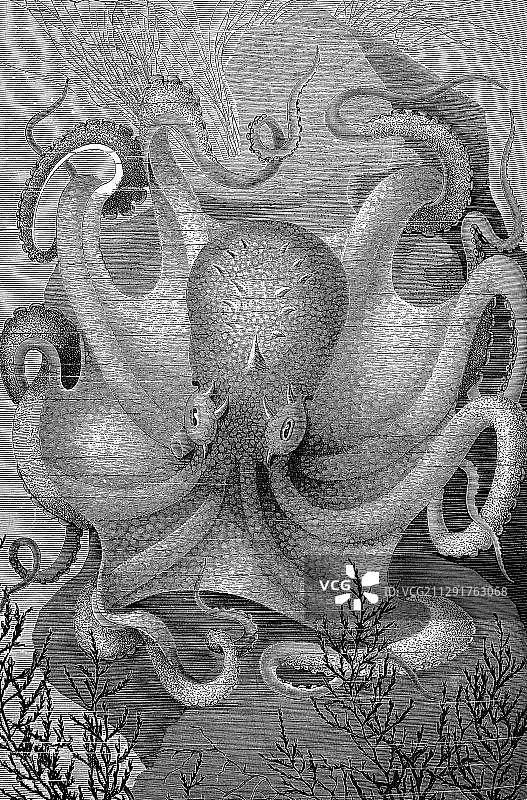 普通章鱼插画图片素材