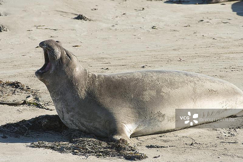 张着大嘴的北方象海豹，美国加利福尼亚州圣西蒙图片素材