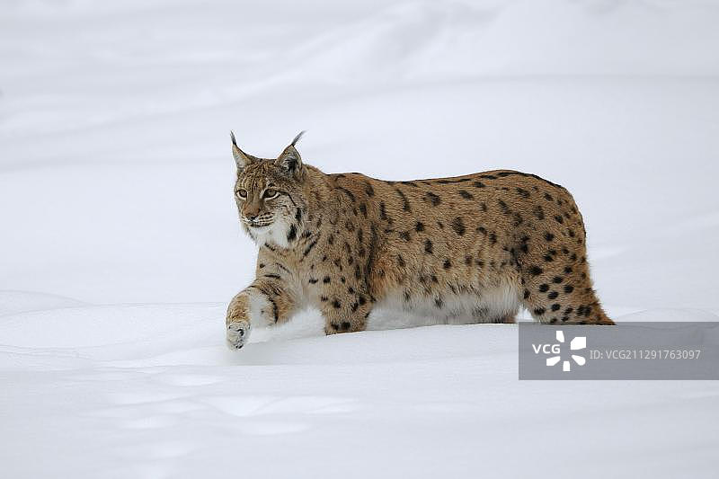 巴伐利亚森林国家公园的猞猁图片素材