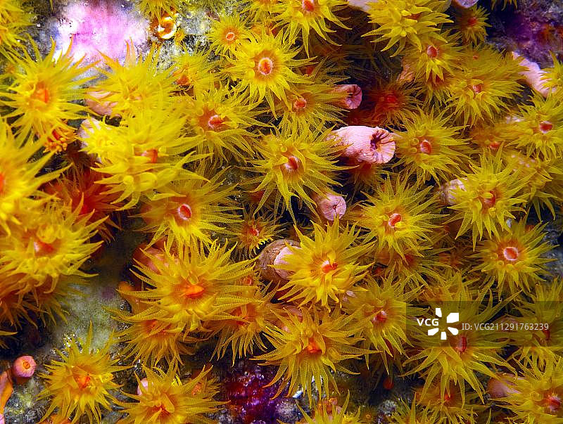 橘色杯形珊瑚，菲律宾莱特省图片素材