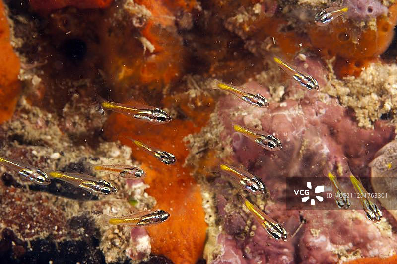 珊瑚礁中的迷你天竺鲷图片素材