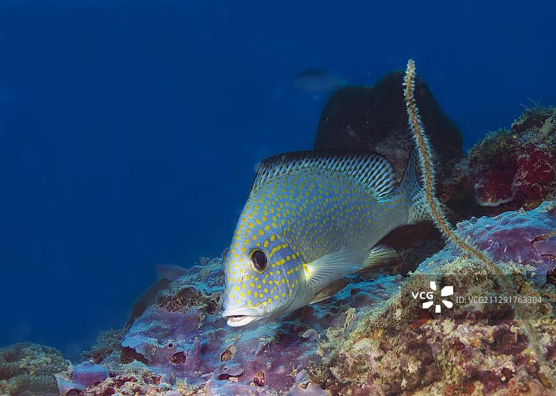 菲律宾巴拉望金点石斑鱼图片素材