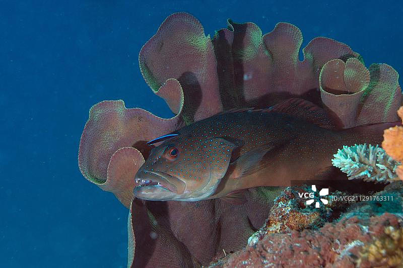 珊瑚鳟或高鳍珊瑚鮨与清洁鱼，菲律宾巴拉望图片素材