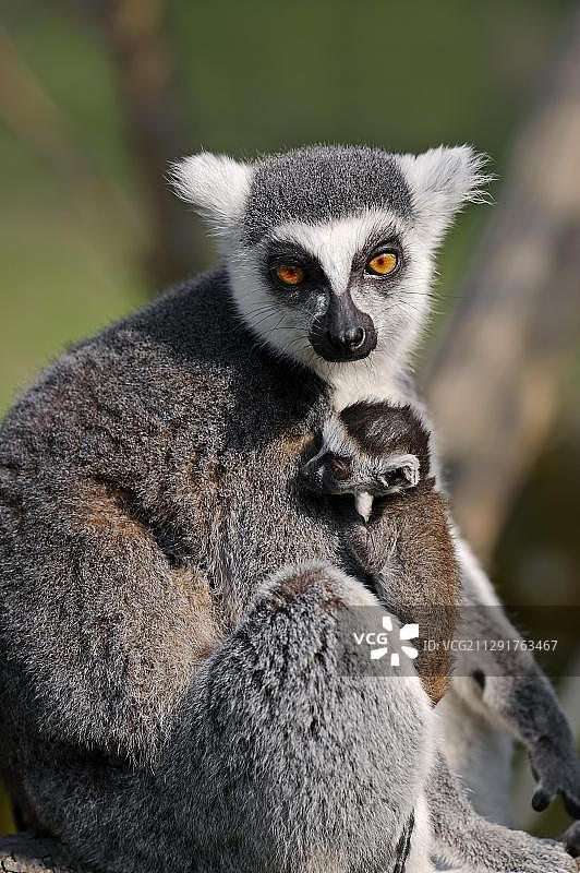 环尾狐猴（狐猴），带幼崽的雌性，分布于马达加斯加，圈养，德国，欧洲图片素材