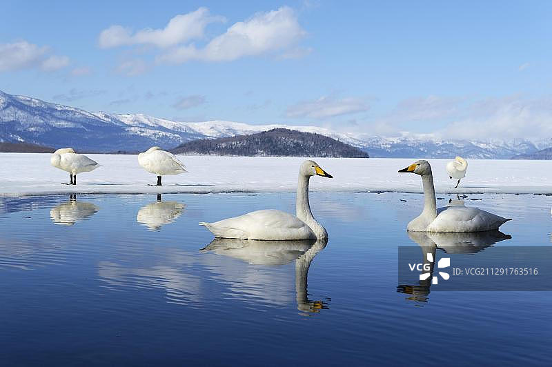 倒映在水中的鹄，日本北海道屈斜路湖图片素材