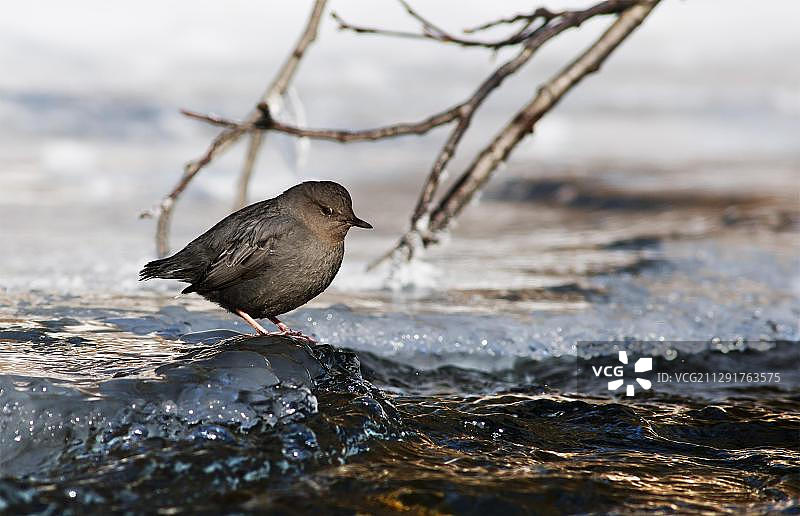 一只美洲河乌，石英溪，阿拉斯加，美国，北美图片素材
