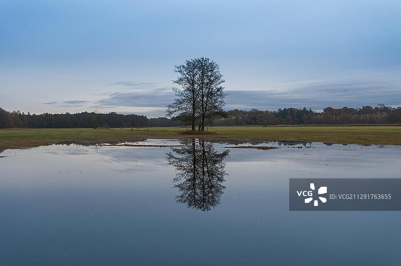 德国黑桤木树在秋末的洪泛区湿地中倒影图片素材