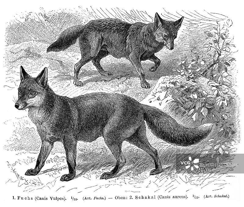《迈耶百科辞典》中的狐狸和胡狼插图，1897年图片素材