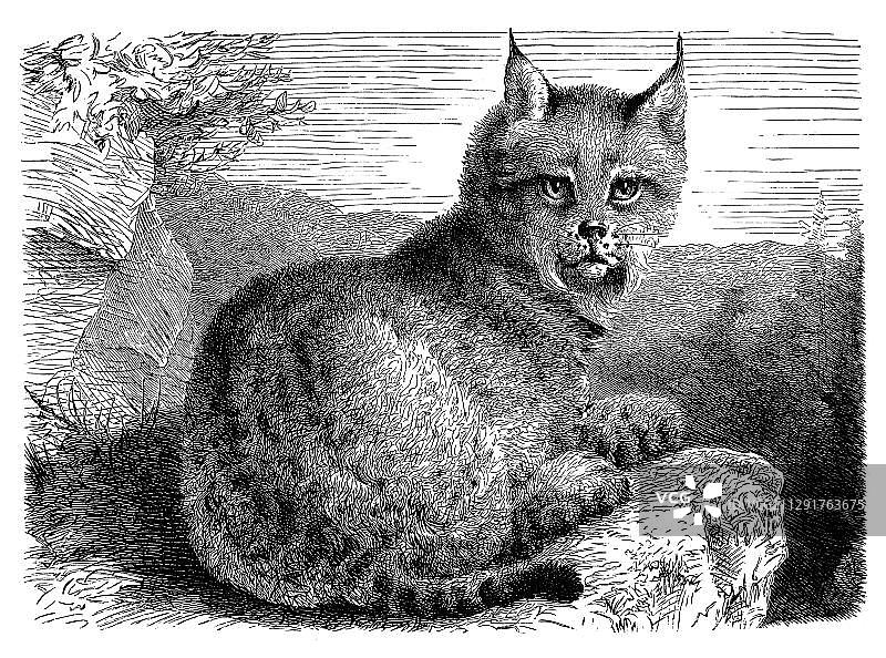 欧亚猞猁(Felis lynx),出自《 Meyers Konversations-Lexikon百科全书》,1897年图片素材