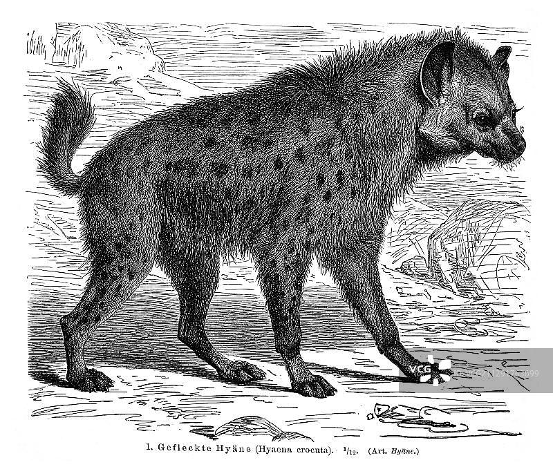 斑鬣狗插图（选自《迈尔斯百科全书》，1897年）图片素材