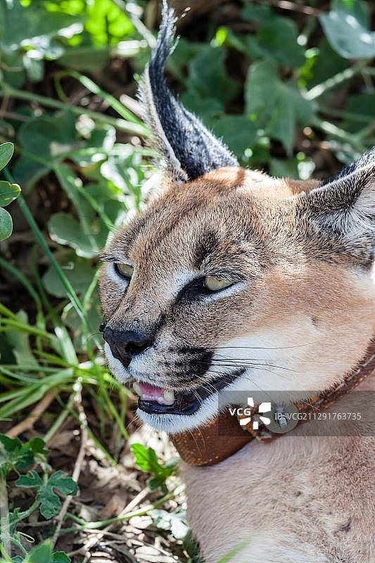 非洲纳米比亚，带无线电项圈的狞猫图片素材