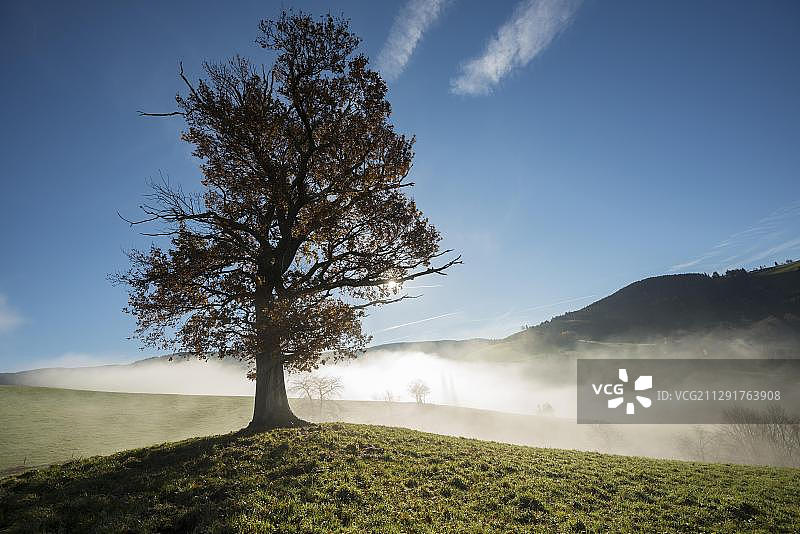 秋叶背光的橡树（栎属），德国巴登-符腾堡州绍因斯兰图片素材