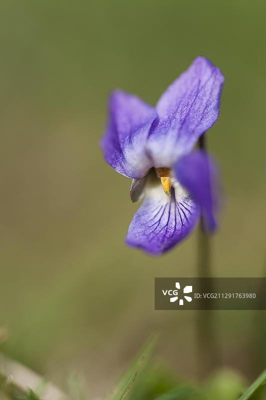 欧洲德国的香堇菜或英国堇菜图片素材