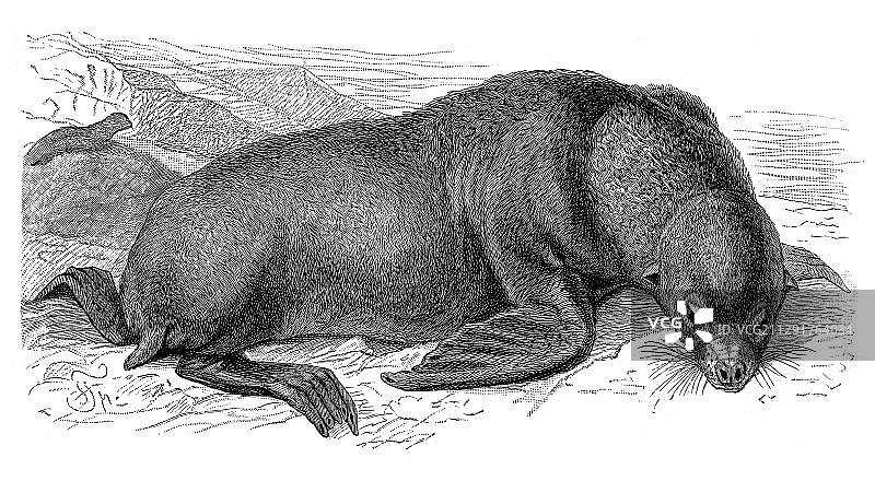 海狮（Otaria stelleri），《梅耶百科辞典》插图，1897年图片素材