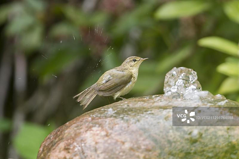 柳莺，德国黑森州图片素材