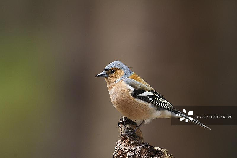 栖息在树桩顶部的雄性苍头燕雀，英国艾格斯菲尔德中心图片素材