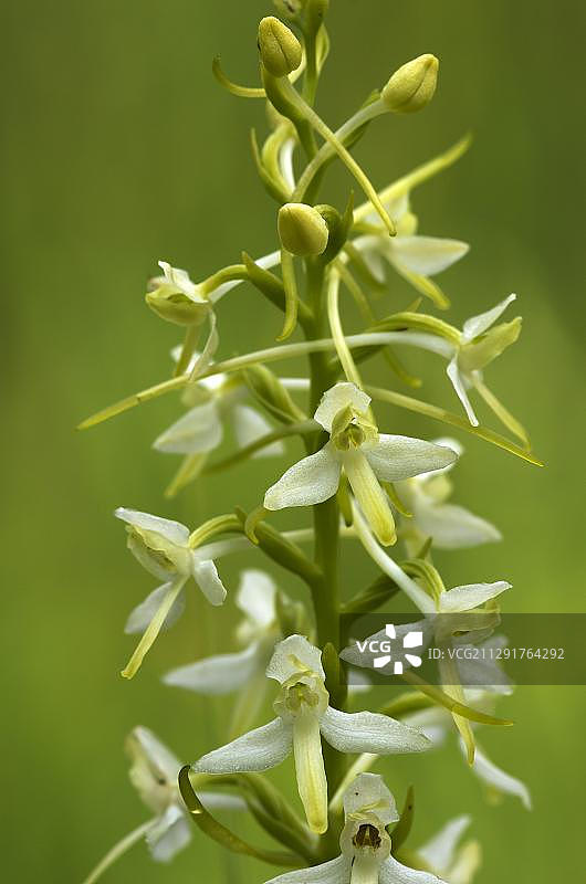 欧洲奥地利蒂罗尔州埃尔毛的白色喜鹊兰图片素材