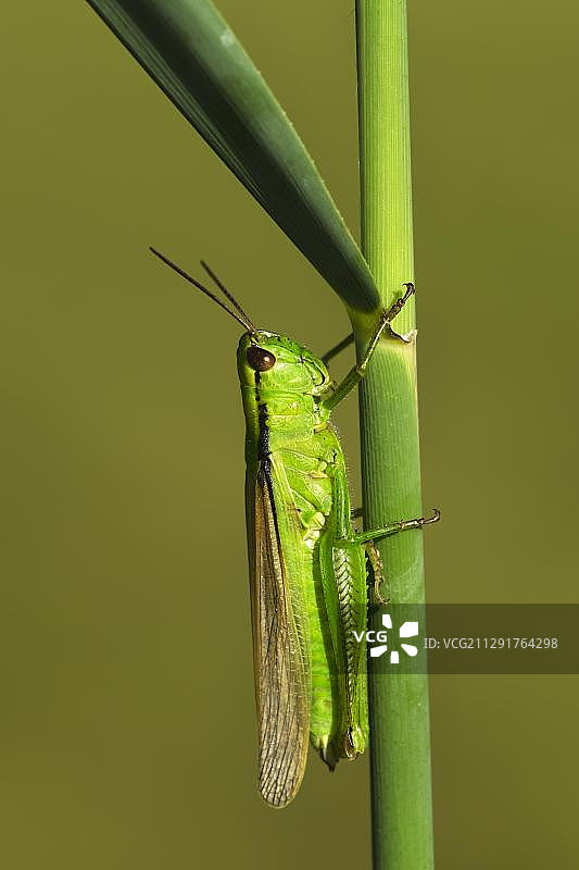 绿韭蚱蜢（Mecostethus parapleurus），雌性，奥地利，欧洲图片素材