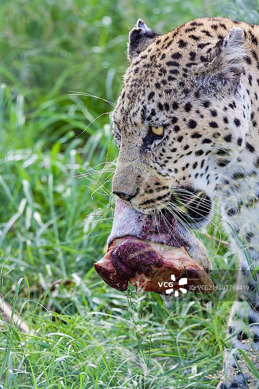 非洲豹（Panthera pardus pardus）口中叼着肉，纳米比亚Naankuse图片素材
