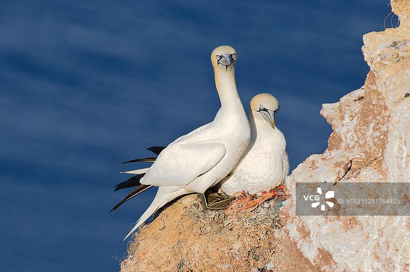 一对北方塘鹅栖息在岩石上筑巢，地点：德国石勒苏益格-荷尔斯泰因州黑尔戈兰岛图片素材