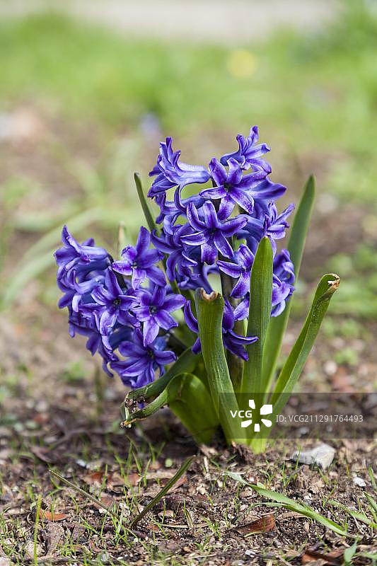 风信子，德国黑森州卡塞尔图片素材