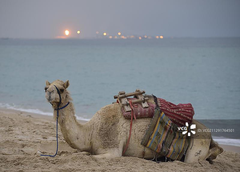 卡塔尔内陆海滩上的骆驼，背景为石油化工厂图片素材
