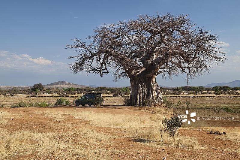 非洲坦桑尼亚鲁阿哈国家公园的猴面包树和旅行车图片素材