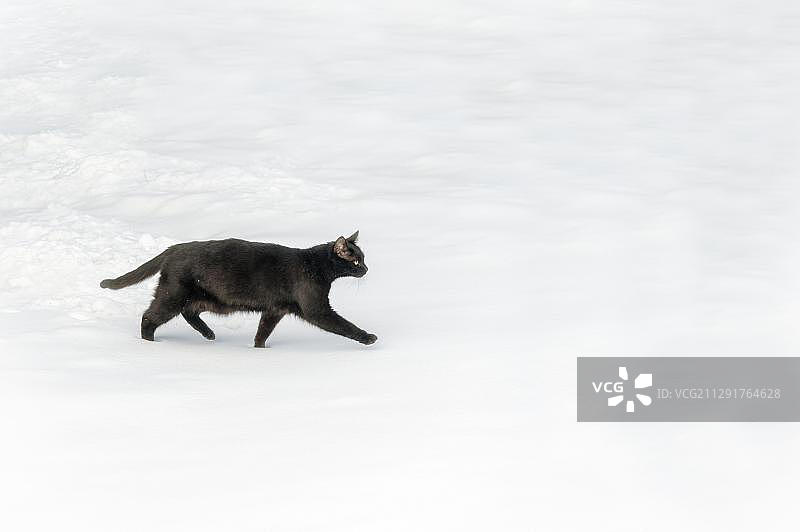 在雪地上行走的黑猫，德国梅克伦堡-前波美拉尼亚图片素材