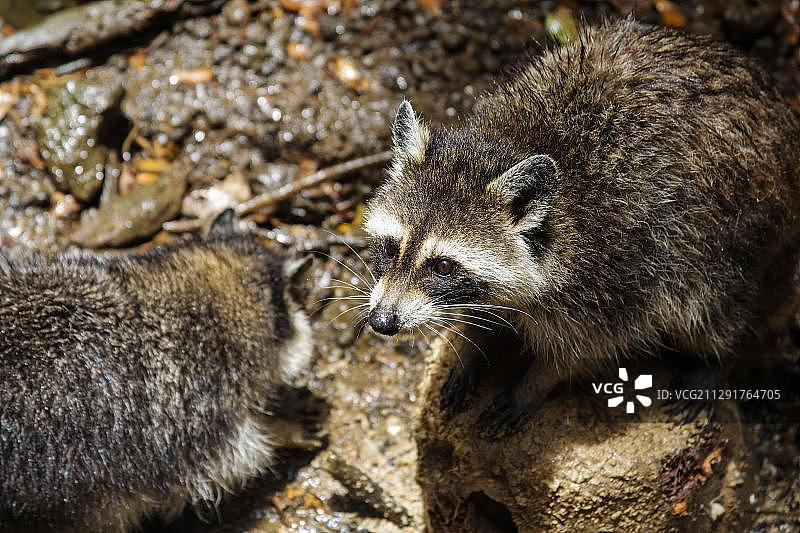 瓜德罗普浣熊，瓜德罗普国家公园，法国图片素材