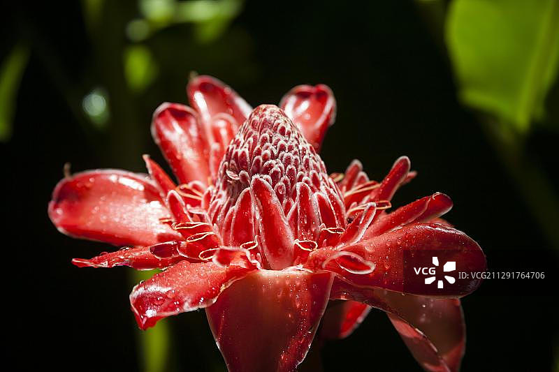 瓷玫瑰，火炬姜或姜花，瓜德罗普国家公园图片素材