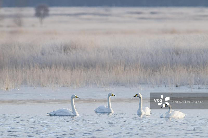 大天鹅（Cygnus cygnus），德国下萨克森州哈伦附近图片素材