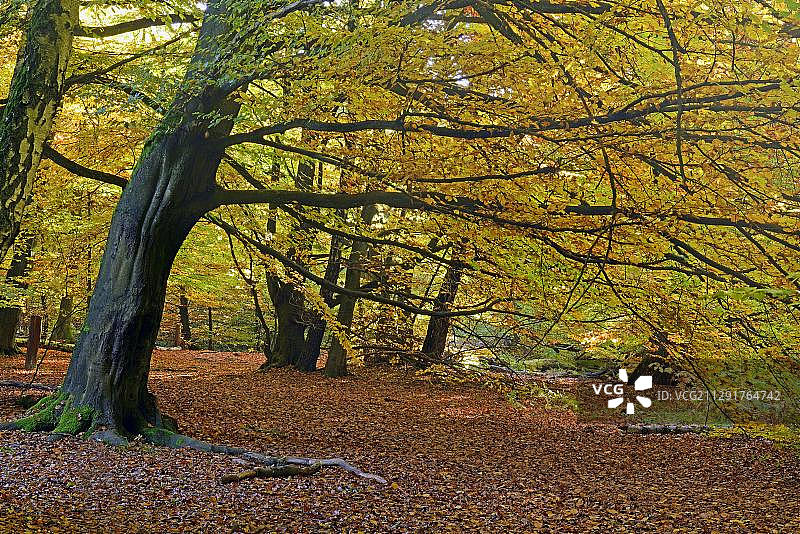 山毛榉的阴暗秋季光线，位于德国黑森州萨巴堡原始森林图片素材
